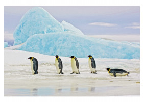 Картина на склі PENGUINS 120X80