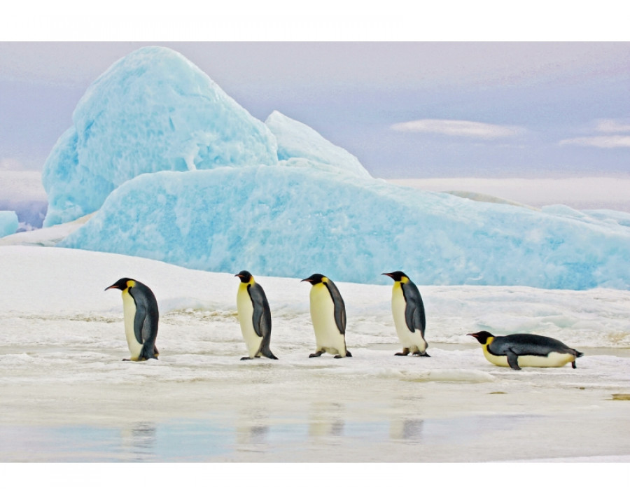 Картина на склі PENGUINS 120X80